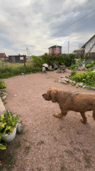 Dog and kitten play together in a rural Russian yard