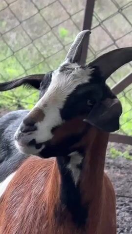 The video shows a close-up of a goat's head and upper body. The goat has black and white markings on its face, with brown and grey fur on its body. It has horns and is looking directly at the camera with its tongue sticking out slightly. The background appears to be an outdoor enclosure with a fence and some vegetation. The lighting suggests it is daytime.