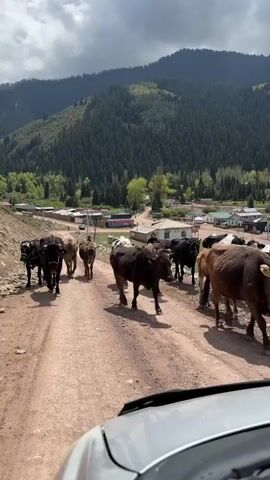 A herd of cattle, consisting of cows and calves of various colors (black, brown, white, and black-and-white), walks along a dusty dirt road towards the camera. The video is filmed from inside a vehicle, with the hood visible in the bottom right. The cattle appear to be moving calmly, with one cow mooing audibly at the beginning of the clip.

In the background, a small rural settlement with scattered houses is visible. Behind the settlement, majestic green, tree-covered mountains rise under a partly cloudy sky. The overall setting is a mountainous, rural landscape. A red sign with white text, "Jeti-Ögüz," is visible on a building in the mid-ground, confirming the location as Jeti-Ögüz, Kyrgyzstan. The time of day appears to be daytime, with clear visibility and a mix of sun and clouds.