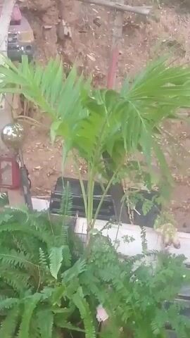 A medium shot focuses on a small palm tree surrounded by ferns in what appears to be an outdoor setting. The palm tree's green fronds are prominent, with some fronds slightly blurred, suggesting a gentle breeze. To the left of the palm tree, a decorative spherical object reflects light and a red rectangular object is partially visible. In the background, a dirt embankment rises, with some dried vegetation and possibly wooden structures. A black grate-like object is positioned behind the palm tree. The lighting suggests it is daytime, with natural light illuminating the scene.