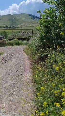 The video shows a dirt road leading into a hilly, green landscape under a bright blue sky with white clouds. The road is bordered on the right by dense, green foliage, including some flowering yellow plants. On the left, there is a stone structure and a metal fence with a gate, beyond which are more green fields and a distant mountain. Power lines are visible stretching across the scene. The camera is moving forward along the road, suggesting a first-person perspective of someone walking or driving. The overall impression is a rural, natural setting on a sunny day.