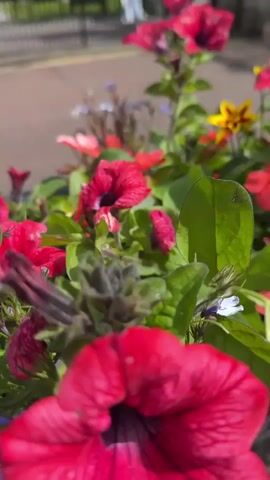 The video shows a close-up of a flower planter filled with red and pink petunias and small blue lobelia flowers. The planter is black and appears to be hanging on a black metal fence. In the background, a street with trees and a few people can be seen. The sky is blue with some clouds. The camera then pans to show more of the street and the trees.