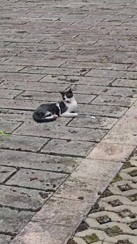 A black and white cat is lying on a paved surface. The cat is facing to the right and its body is curved. It lifts its head and appears to be looking towards the right. It then lowers its head and rests it on its paws. The paved surface is made of rectangular bricks. There are some green plants visible on the left side of the image. The scene appears to be outdoors in daylight.