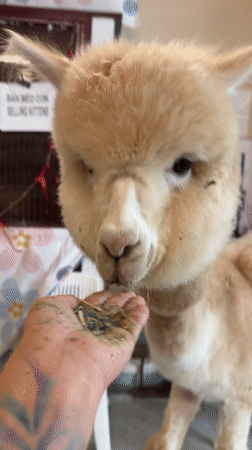Nha Trang animal café: alpacas, capybaras, rabbits, and cats