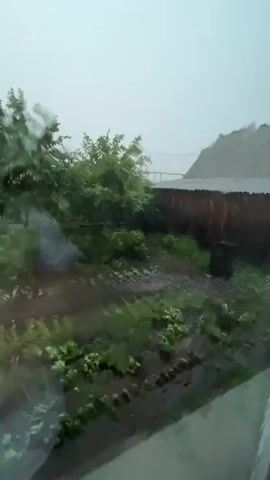 The video captures a view of a garden during a heavy rainstorm. The scene is set in a backyard, likely in a rural or suburban area, with rows of leafy green plants visible in the foreground. Further back, there are trees with lush green foliage, a wooden fence, and a dark barrel. A building with a sloped roof is partially visible in the background, suggesting a residential setting. The sky is overcast and gray, indicating the stormy weather. The rain appears to be intense, with visible streaks of water and a general sense of moisture in the air. The trees are swaying and the plants are being battered by the wind and rain, creating a dynamic and somewhat dramatic visual. The overall mood is one of a fierce natural event unfolding. There is no visible text in the video. The time of day is unclear due to the heavy cloud cover, but the light suggests it could be daytime. The location context is Sibay, Russia, which aligns with the typical appearance of a garden in that region.