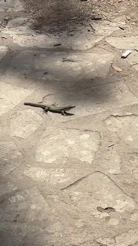 This media file shows a detailed, high-angle shot of a lizard on a paved stone surface. The lizard is the primary subject, positioned centrally in the frame, lying horizontally. Its body is elongated with visible legs and a long tail. The stone surface appears to be irregular, with large, flat stones laid out in a pattern, and some smaller debris scattered across it, including twigs and dried leaves. There are distinct shadows cast on the ground, suggesting a sunny day with the sun positioned to the left and slightly above the frame. The lighting and shadows indicate it is likely daytime, possibly late morning or early afternoon, given the angle of the sun.

The setting is outdoors, with the paved surface suggesting a path, patio, or courtyard. The scattered debris, particularly the dry leaves and twigs, hints at a natural or semi-natural environment, possibly a garden, park, or historical site. The style of the paving stones might suggest a European location, which aligns with the provided location context of Anacapri, Italy.

There are no people visible in the frame. The activity depicted is static; the lizard is resting or basking in the sun. The overall mood is one of quiet observation of nature in a sunlit environment. No text is visible in the media file.