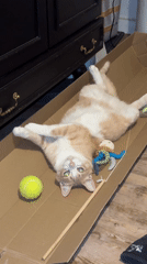 Ginger cat lounges on cardboard with toys in Wattrelos
