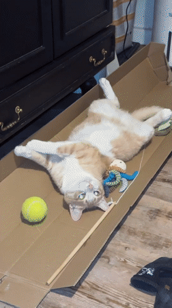 Ginger cat lounges on cardboard with toys in Wattrelos
