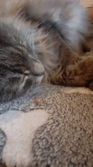 A quiet afternoon of cats napping across Kharkiv homes
