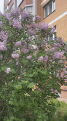 Lilac bush in full bloom captured near brick building