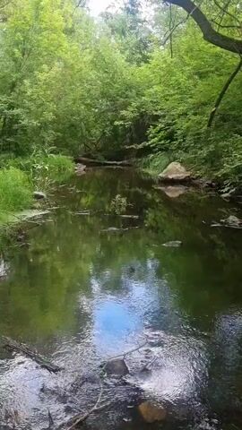 The video shows a slow-moving creek in a forest. The water is clear and reflects the surrounding greenery. There are trees and bushes on both sides of the creek, and the ground is covered with fallen leaves and debris. The overall impression is one of peace and tranquility.