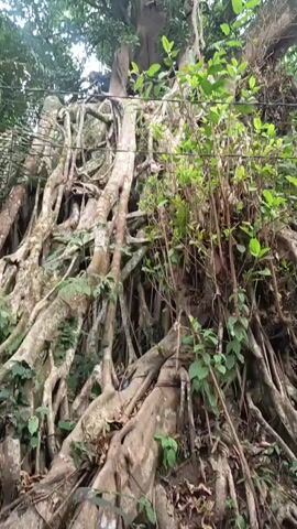 A low-angle shot captures a massive tree with extensive, exposed roots. The tree has a thick trunk and branches that spread out, covered in lush green leaves. The roots are a prominent feature, appearing thick and gnarled, interlacing and extending downwards. Some thinner, vine-like growths hang from the branches. The overall environment appears to be a forest or jungle, with the dense foliage of the tree dominating the frame. The lighting suggests it is daytime, with light filtering through the leaves. No people are visible in the video.