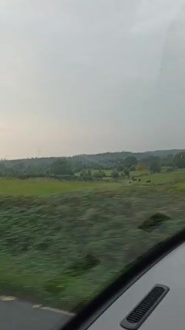 The video shows a view from inside a vehicle, likely a car, looking out the windshield. The scene outside is a rural landscape with green fields, stone walls, trees, and some farm buildings. In the distance, a few dark shapes that appear to be animals, possibly cows, are visible in a field. The sky is overcast. The camera is moving, indicated by the blur of motion of the passing scenery. The video pans slightly to the right, revealing more of the landscape, including a white house with a dark roof and a stone wall in front of it. Further along, a series of metal farm buildings are visible, also with a stone wall in the foreground. The video continues to show the moving landscape, with trees and greenery passing by.