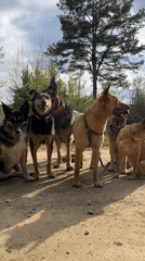 Pack of dogs accompanies cyclist on rural Russian forest roads
