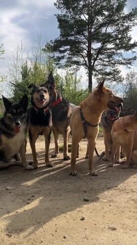 Pack of dogs accompanies cyclist on rural Russian forest roads