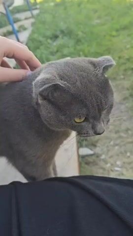 A hand strokes the head of a gray Scottish Fold cat with yellow eyes. The cat is sitting outdoors on a wooden surface with a grassy background. The cat looks slightly down and to the right of the camera.