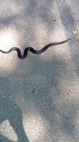 A black snake is slithering across a paved surface, likely a sidewalk or road, next to a grassy area with fallen leaves and twigs. The snake is moving from left to right across the frame, its body forming a wavy pattern as it moves. The lighting suggests it is daytime, with shadows cast on the paved surface. The video is shot from a slightly elevated perspective, looking down at the snake.