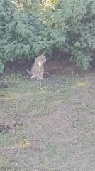 Lazy summer afternoon with a tabby cat in Vitebsk