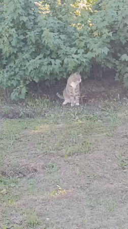 Lazy summer afternoon with a tabby cat in Vitebsk