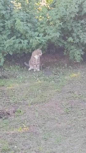 Lazy summer afternoon with a tabby cat in Vitebsk