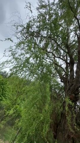 The video shows a green tree with a thick, gnarled trunk, covered in foliage. The branches extend outwards and upwards, reaching towards a cloudy, overcast sky. Another smaller green tree is visible in the foreground, partially obscuring the view of the larger tree. A fence can be seen in the background, suggesting the trees are located in a yard or park. There are no people visible in the video, and the camera appears to be stationary.