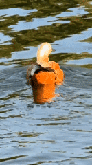 Ruddy Shelducks at a Zelenograd lakeside on a summer afternoon