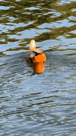 Ruddy Shelducks at a Zelenograd lakeside on a summer afternoon