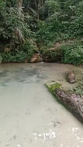 A video captures a clear, shallow pool of water in a lush jungle environment. A small waterfall cascades down a rocky incline into the pool. Dense green foliage covers the background. The water's bottom is visible, revealing a sandy or rocky substrate. A fallen log lies partially submerged along the edge of the pool. The video pans slightly, offering a view of the serene natural setting.
