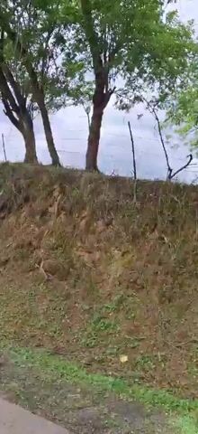 The video shows a wooded area with a dirt path in the foreground. The path is bordered by a grassy embankment on the right, which is covered in dry leaves and sparse vegetation. Several trees with green foliage are visible on the embankment and in the background. A fence made of wire and wooden posts runs along the top of the embankment. The sky is overcast. The camera is moving, suggesting the video was taken from a vehicle or while walking.