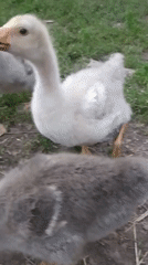 Goslings and poultry roaming a grassy enclosure near Hoverla