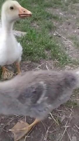 This video shows a group of young geese, also known as goslings, on grassy ground with some dirt and dry leaves. The goslings are mostly white and gray. In the foreground, a gray gosling is facing right, with its head and neck extended. To its left, another gray gosling is mostly obscured, with only its back visible. In the middle ground, a white gosling is looking forward, with its beak open. Behind it, another gray gosling is walking to the right. The environment appears to be outdoors, likely a farm or rural area. The camera is positioned low to the ground, at the goslings' eye level. The lighting is natural, suggesting daytime. The video captures the goslings in motion, with some appearing to interact with each other.
