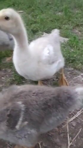 Goslings and poultry roaming a grassy enclosure near Hoverla