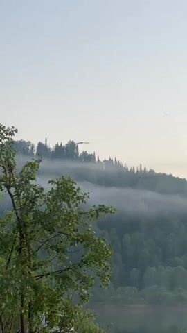 The video shows a tranquil natural scene with a misty forest-covered hill in the background, a calm body of water in the foreground, and a tree with green leaves on the left side. A bird is seen flying in the sky above the misty hill. The overall atmosphere is serene and peaceful, suggesting an early morning or late evening setting with soft, diffused light. The water reflects the surrounding landscape, adding to the sense of calm.