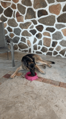 Domestic life with pets documented at Acapulco residence