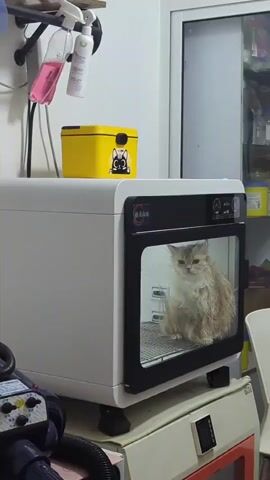 A fluffy, light-colored cat with wet fur is sitting inside a white pet drying box. The cat is looking directly at the camera with a slightly bewildered expression. The drying box has a clear glass door, allowing the cat to be seen. On top of the drying box sits a bright yellow rectangular container with a black drawing of a cat's face on it. To the left of the drying box, hanging on a rack, are several spray bottles, one of which is pink. The background appears to be an indoor setting, possibly a grooming salon or a home bathroom, with shelves and other equipment visible. The overall scene suggests the cat is undergoing a drying process after a bath.