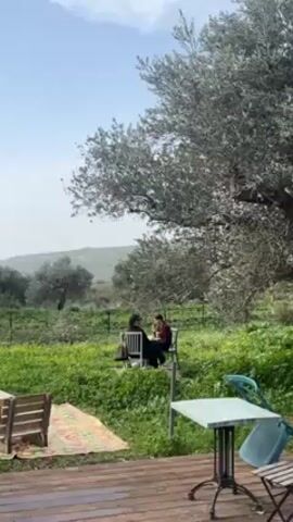 The video shows a serene outdoor setting with two people seated at a table in a grassy field, partially obscured by an olive tree with silvery-green leaves. The figures appear to be eating or having a conversation. The foreground features a wooden deck with additional tables and chairs, some empty. A colorful rug is partially visible on the ground. The background consists of rolling green hills dotted with trees under a partly cloudy sky. The overall atmosphere is peaceful and relaxed.