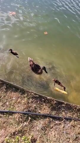 A medium shot shows a body of water with three ducks and one duckling swimming. The water is green and murky. Three brown ducks are swimming in the water. One duck is in the center of the frame, and two ducklings are on the right side. One duckling is in front of the other. A yellow object is in the water near the ducklings. Two brown leaves are floating on the surface of the water. The shore is visible on the bottom of the frame, with dry grass and a black hose.