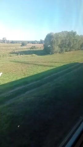 The video shows a view from a moving vehicle, likely a train, looking out at a rural landscape on a sunny day. The foreground is dark, suggesting the interior of the vehicle or a shaded area. The middle ground features a grassy field with tire tracks or paths running through it, and a few scattered objects, one of which appears to be white and fluffy, possibly a piece of debris or an animal. In the background, there are trees, some power lines and poles, and a clear blue sky. The overall impression is of a journey through the countryside.