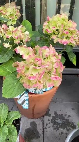 The video shows a close-up of a potted hydrangea plant with clusters of flowers. The flowers have a mix of green and pink hues. In the foreground, a hand with painted nails is seen gently touching one of the flower clusters. Other potted plants are visible in the background, along with a glass window or door and what appears to be a brick wall or siding. The ground surface looks wet, suggesting it may have recently rained or been watered. The overall scene is outdoors, likely on a patio or balcony.
