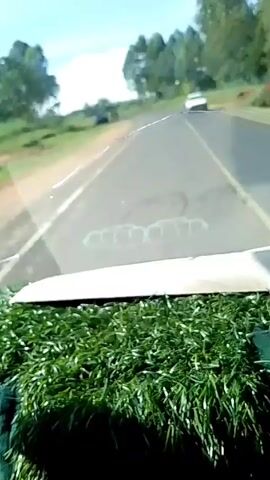 The video shows a view from inside a vehicle driving on a paved road. A black car is parked on the side of the road, with two people walking away from it. The landscape includes green grass, trees, and a clear sky. A decorative green mat is visible on the dashboard of the vehicle recording the video.
