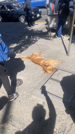 Golden dog rests on sidewalk in La Paz