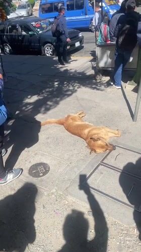 Golden dog rests on sidewalk in La Paz