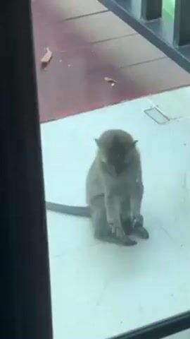 The video shows a small, gray monkey sitting on a white tiled floor. The monkey looks around and then stands up, turns its back to the viewer, and walks away towards a dark brown, wooden floor area with a black metal railing.  A dry leaf is visible on the wooden floor. The video is shot from behind a glass door or window, looking out at the monkey.