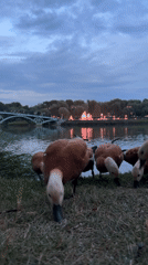 Ruddy shelducks at a Moscow waterfront, dusk or dawn