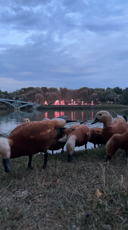 Ruddy shelducks at a Moscow waterfront, dusk or dawn