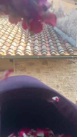 The video shows a close-up of pink and white flower petals falling into a dark purple hat. In the background, a textured stone wall and a tiled roof are visible. The petals are in motion, suggesting they are being dropped from above, with some petals blurred due to their movement. The focus is on the act of the petals falling and collecting in the hat.
