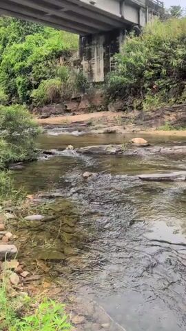 A still shot of a shallow river flowing over rocks, with lush green vegetation and trees lining the banks. A concrete bridge with pillars is visible overhead, partially obscuring the sky. The water is clear and reflects the surrounding greenery. The scene appears to be a natural landscape with man-made infrastructure overhead.
