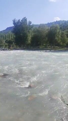 This is a vertical video of a fast-flowing river in a mountainous, forested area. The water is a milky, light blue-gray color, suggesting it may be glacial melt or carrying sediment. White foam and turbulence indicate a strong current, with rocks visible beneath the surface in the foreground and along the riverbed.

The riverbanks are lined with lush green trees, some of which are tall and dense, while others appear more sparse. In the background, rolling hills covered in trees rise towards a bright blue sky. The sunlight is strong, suggesting it is a clear day, likely midday or early afternoon. The overall impression is one of a wild and natural landscape. There are no people or man-made objects visible in the frame. The scene evokes a sense of natural beauty and the power of water.
