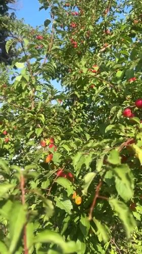 Ripe fruit trees and a relaxed cat in an Almaty garden