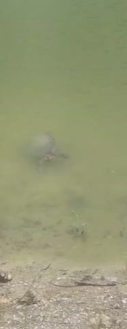 A turtle is partially submerged in murky green water near the edge of a body of water. The turtle's shell and head are visible. The water appears shallow and has a sandy bottom with some aquatic plants. The lighting is dim.